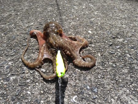 先週に引き続きタコ釣り